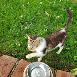 JohnDads Cats