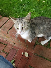 TabbyToodle